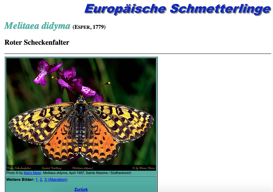 A screenshot of the page on Melitae didyma butterflies on Europäische Schmetterlinge